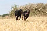 BEAUCERON 202